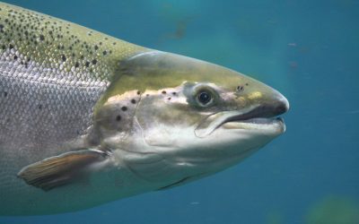 BioMar start feed research in Patagonia