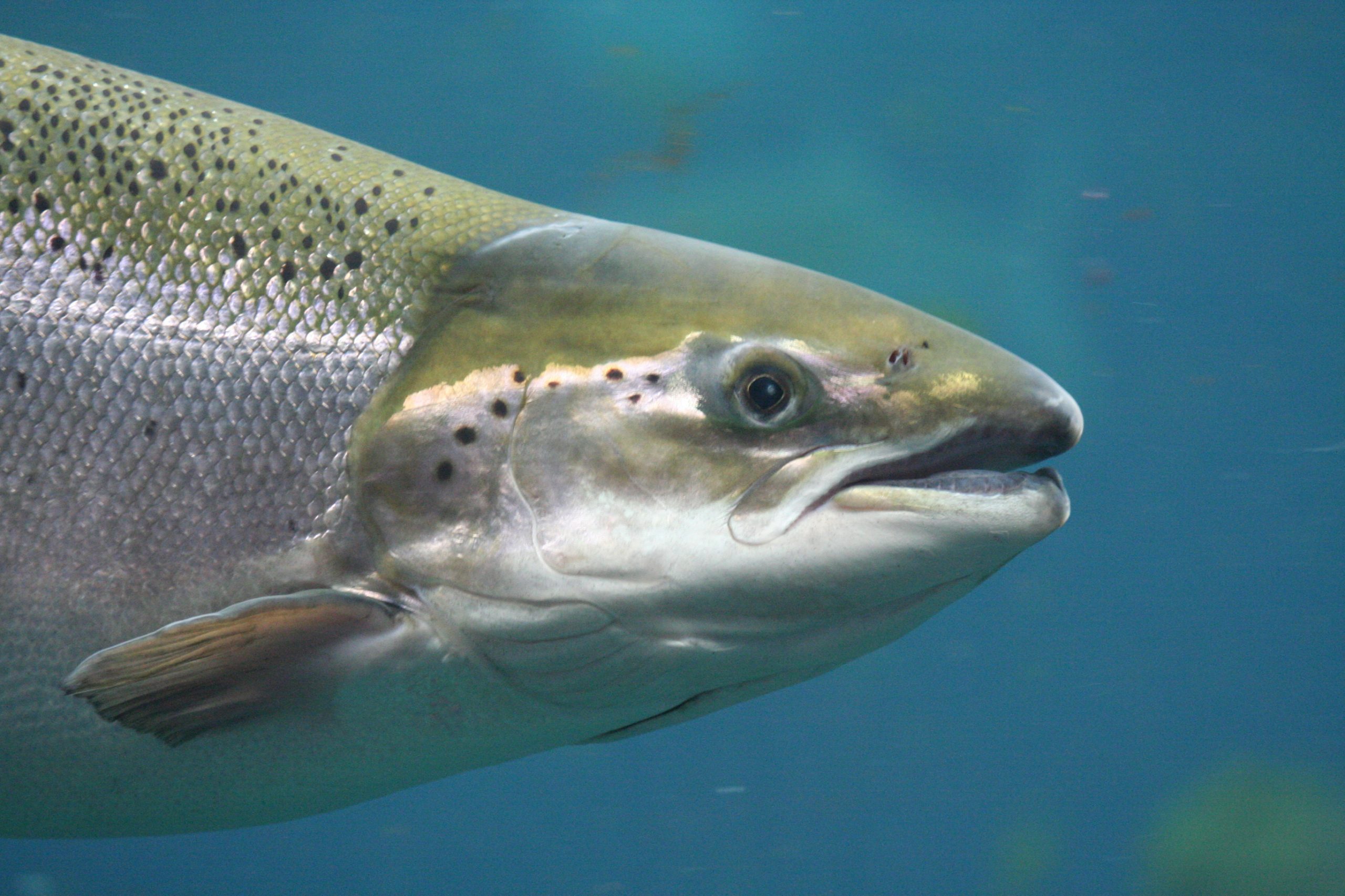 BioMar start feed research in Patagonia