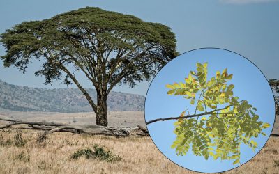 Africa’s well-known acacia tortilis tree is also known as the umbrella thorn tree with its spready canopy of branches and leaves. Photo: Maahid and David Clode