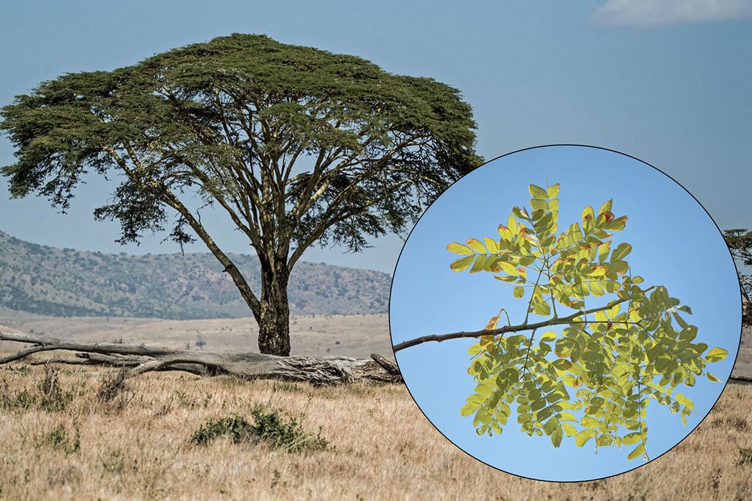 Africa’s well-known acacia tortilis tree is also known as the umbrella thorn tree with its spready canopy of branches and leaves. Photo: Maahid and David Clode