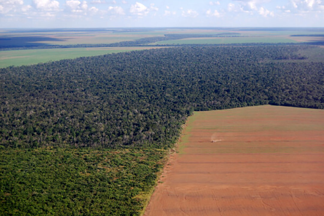 Brazil is the largest exporter of soybeans and meal for animal feed and for vegetable oil use. Under Brazil's current president, Jair Bolsonaro, forest and savannah clearing has increased again. Foto: Canva/Phototreat