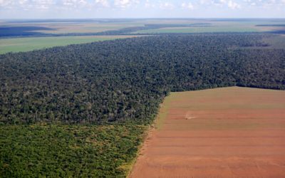 Brazil is the largest exporter of soybeans and meal for animal feed and for vegetable oil use. Under Brazil's current president, Jair Bolsonaro, forest and savannah clearing has increased again. Foto: Canva/Phototreat