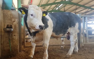 Farm report Greece: Beef fattener favours the Romanian Blue