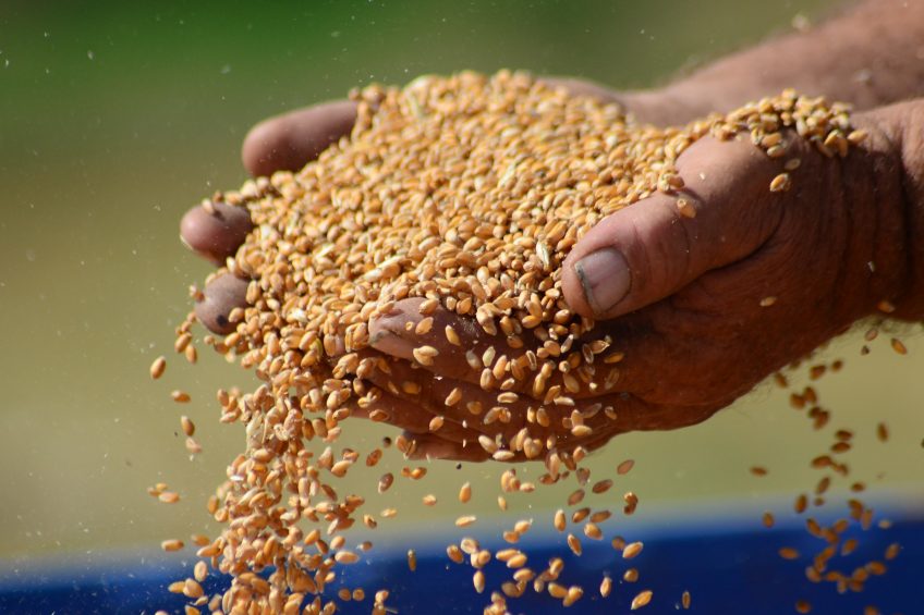 Russia restricts exports, wheat price rises