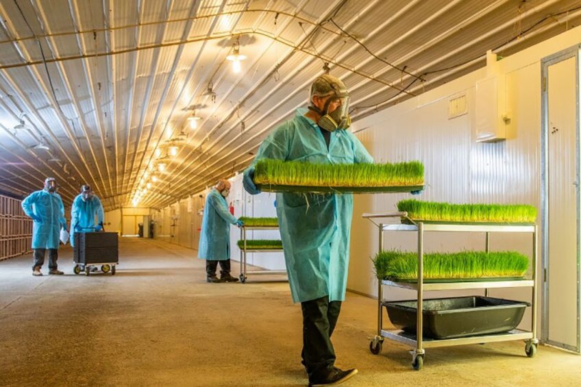 Hargol, the world’s first commercial grasshopper farm, already farms grasshoppers for human consumption. Now, they are turning their attention to animal feed, starting with petfood. Photo: Dror Tamir, Hargol FoodTech
