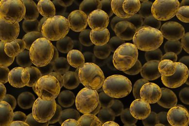 Yeast cell wall products can differ substantially in stability and quality. Photo: Dreamstime