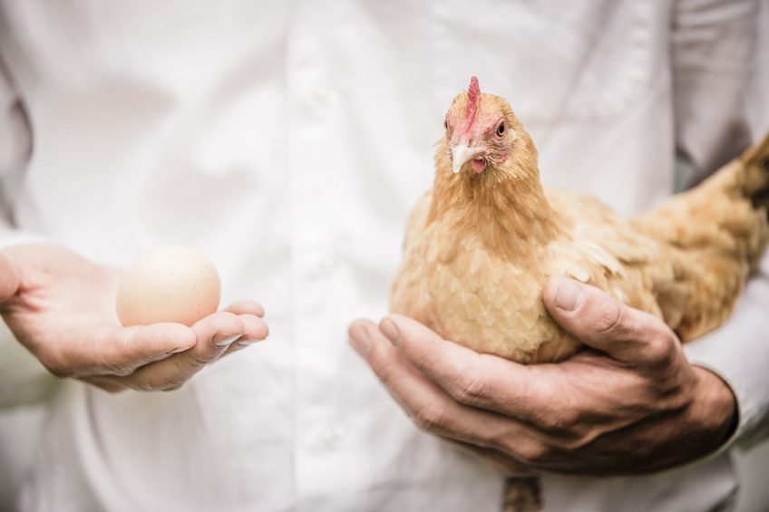 In poultry production, environmental and economic sustainability are closely intertwined. Photo: Alltech