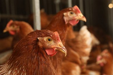 Scientific research has discovered significant insights about the harmful effects that individual mycotoxins pose to poultry feed, bird health and food safety. Photo: Henk Riswick