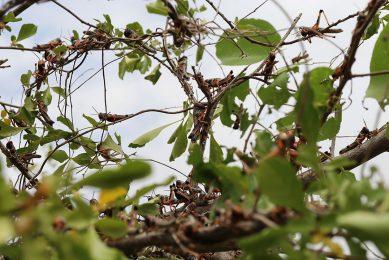 Gregararius Hopper locusts in Kenya. Photo: Selina Wamucii