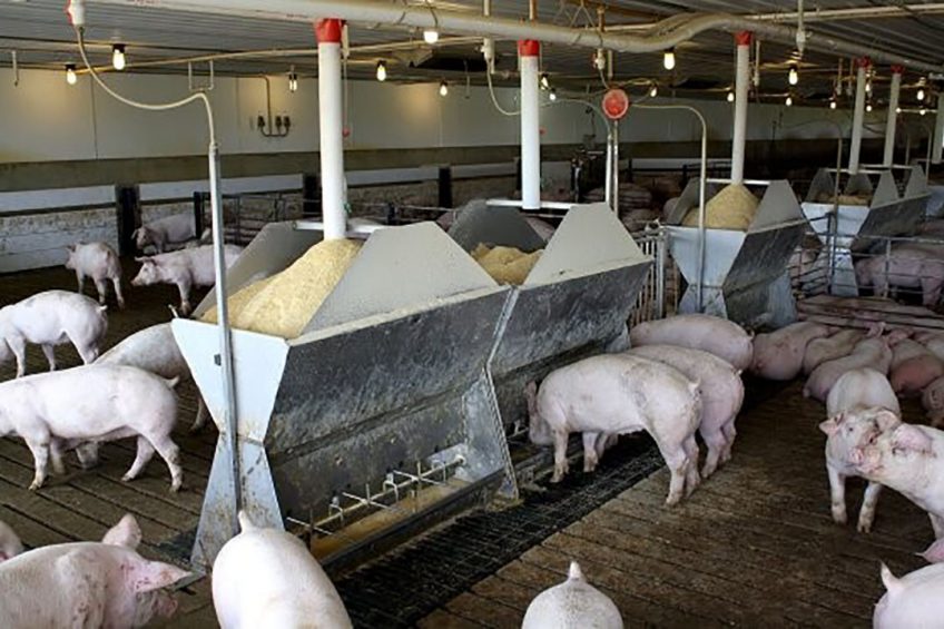 Finisher pigs enjoying a meal at a farm in Minnesota, USA. Photo: Vincent ter Beek