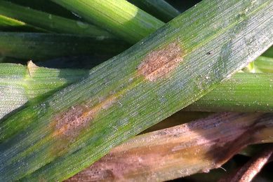 Septoria is a fungal disease in wheat. Worldwide, nearly € 1 billion is spent every year on fungicides to combat Septoria. Photo: BCS