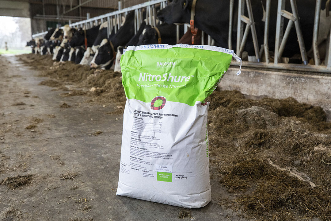 Jan Speerstra expects a lot from feeding cattle based on which specific amino and fatty acids they need. “We're not yet ready for this in the Netherlands. In the United States, however, they've been working with this system for some time.” Photo: Anne van der Woude