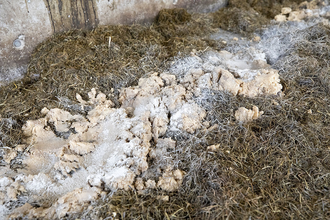 Feeding potato pulp as an additional source of energy and Protispar, which contains essential oils, tannins and saponins from plants, improves protein use. Photo: Anne van der Woude