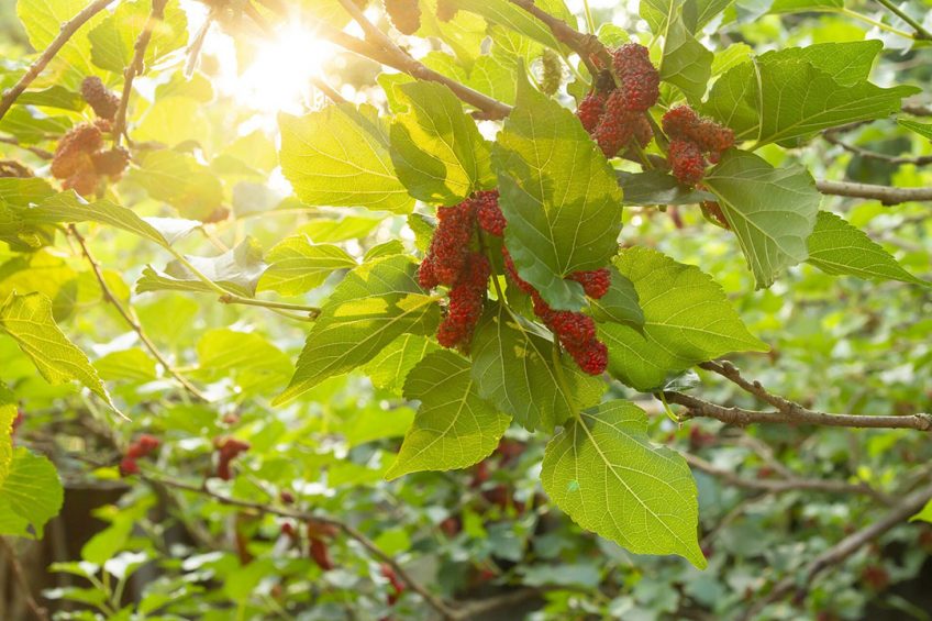 Mulberry trees are fast-growing deciduous plants widely cultivated in many parts of the world. Photo: Alongkorn Tengsamut/ Pixabay