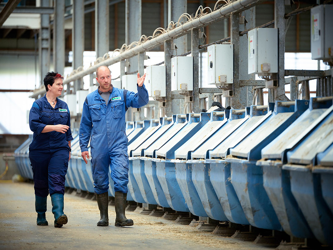 Scientists measure methane emissions in special feeding troughs. Photo: Wageningen University & Research