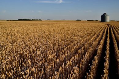 Canada expects a somewhat smaller harvest than that of 2020, as a result of acreage shrinkage. Photo: Canva