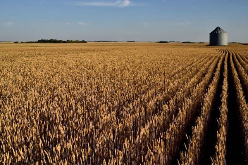 Canada expects a somewhat smaller harvest than that of 2020, as a result of acreage shrinkage. Photo: Canva