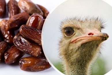 The by-product, whole date waste, is a valuable feed ingredient for ostriches. Photos: Simon Infanger (ostrich) and Azerbaijan Stockers (dates)
