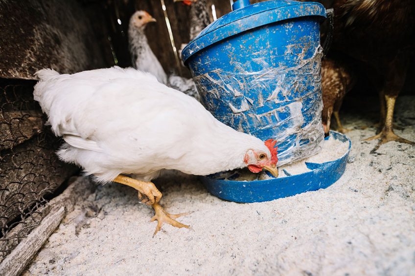 The price for chicken and eggs has increased so sharply primarily because of the high cost of maize, soybeans, and other ingredients used in the production of poultry feed. Photo: Freepik