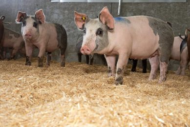 Grow-finish pigs could benefit from a multi-enzyme complex as a dietary addition. Photo: Twan Wiermans