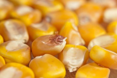The price of corn has reached its highest levels in 7 years. Photo: Dreamstime