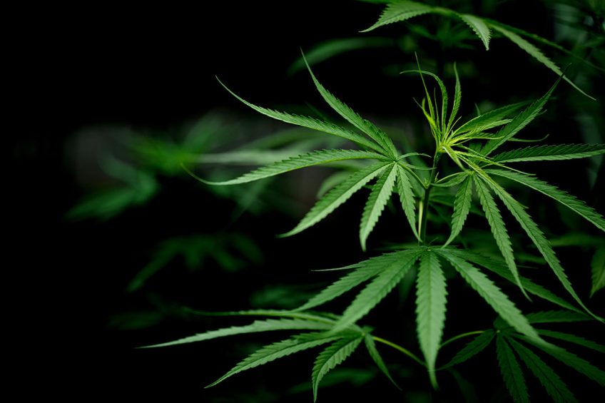 Hemp products have value as ingredients in human and animal food markets. Photo: Jcomp