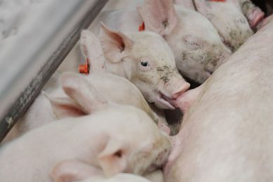There was an increase in DON and de-DON serum levels in suckling piglets exposed to the HiZEN diet during the last week of gestation and during lactation. Photo: Ruud Ploeg
