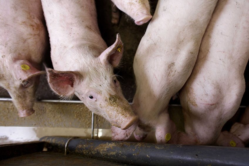 Pigs are the farm animals that are most sensitive to toxins, causing severe health problems. Photo: Hans Prinsen