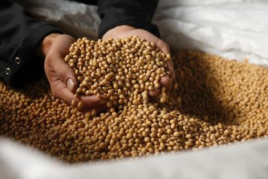 An important change from the previous version of the guidelines is the possibility to compare soy programmes on conversion-free soy. Photo: Hans Prinsen