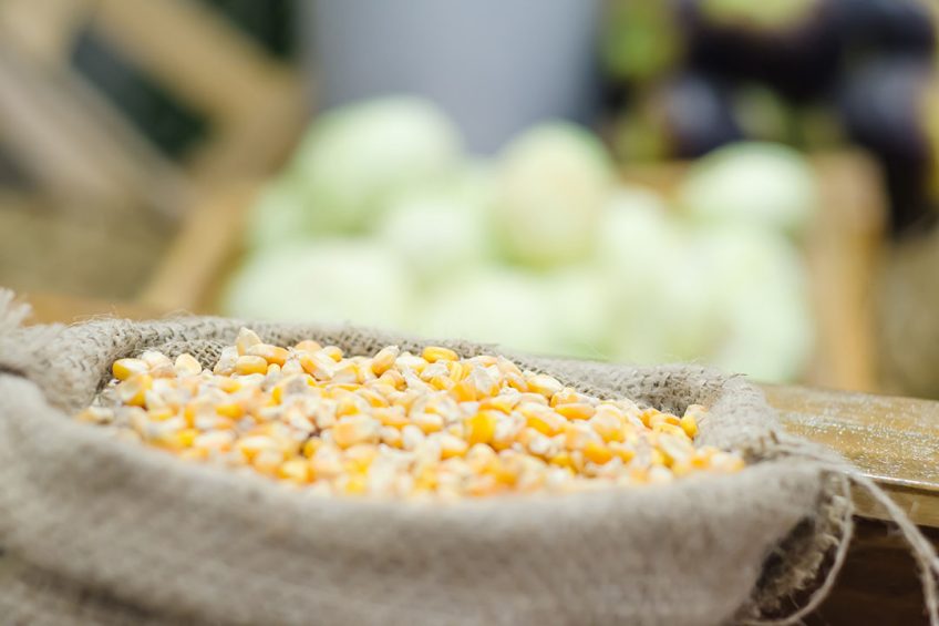 Corn prices have continued to increase week over week leading up the Chinese New Year. Photo: Shutterstock