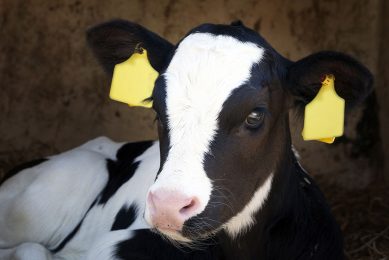 Calves can benefit indirectly from yeast, as yeast-enriched diets for cows lead to a higher quality and quantity of milk. Photo: Shutterstock