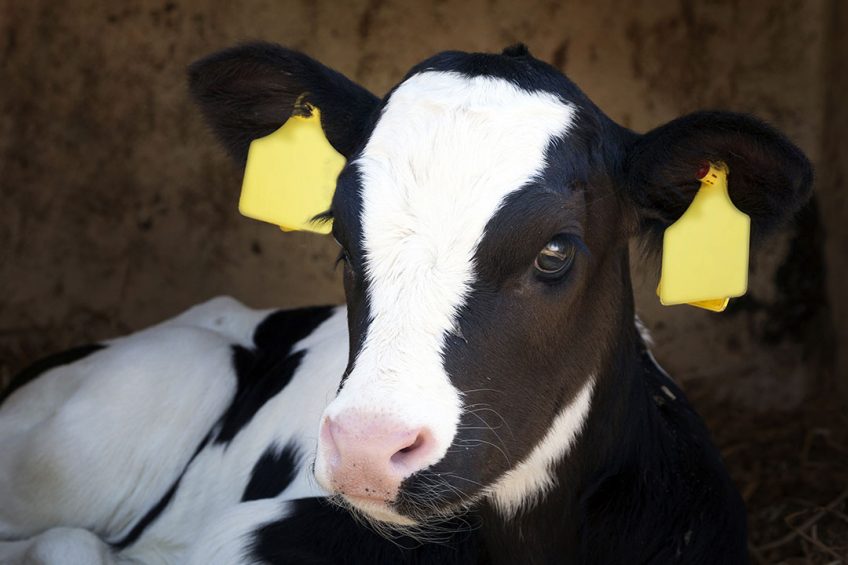 Calves can benefit indirectly from yeast, as yeast-enriched diets for cows lead to a higher quality and quantity of milk. Photo: Shutterstock