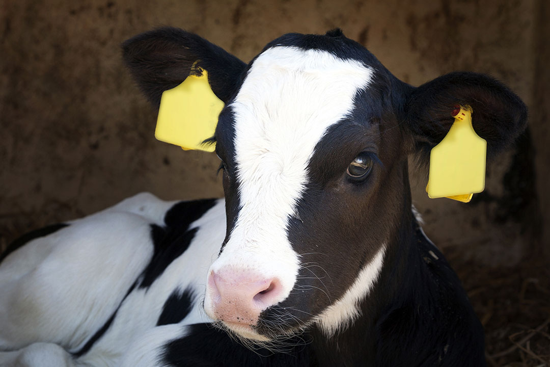 Live yeast in breeding animal diets helps offspring - All About Feed Live yeast in breeding animal diets helps offspring - All About Feed