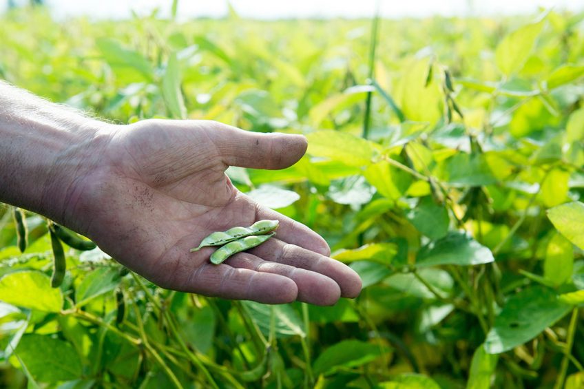 Sustainable soy production