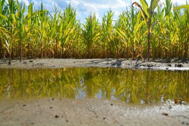 It is anticipated that South Africa will produce another bumper corn crop following good rainfall and favourable weather. Photo: Jannes Bohlmann