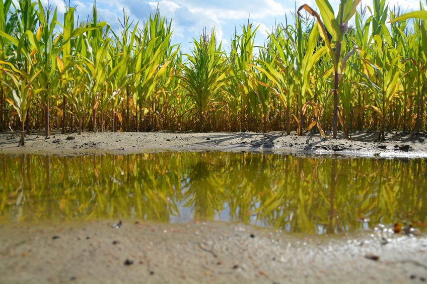 It is anticipated that South Africa will produce another bumper corn crop following good rainfall and favourable weather. Photo: Jannes Bohlmann