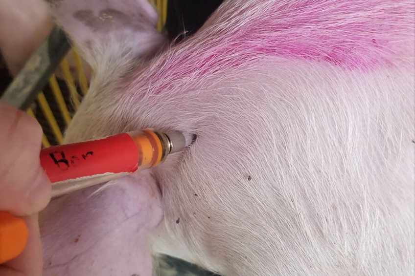 A piglet is injected at Michigan State University's Swine Teaching & Research Center.  Photo: Kevin Turner, Michigan State University