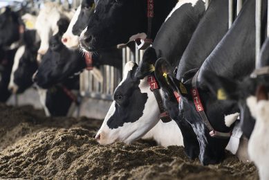 Rumen fluid is used as a fresh inoculum for in vitro fermentations to predict the nutritional value of feed and rations for ruminants. Photo: Mark Pasveer