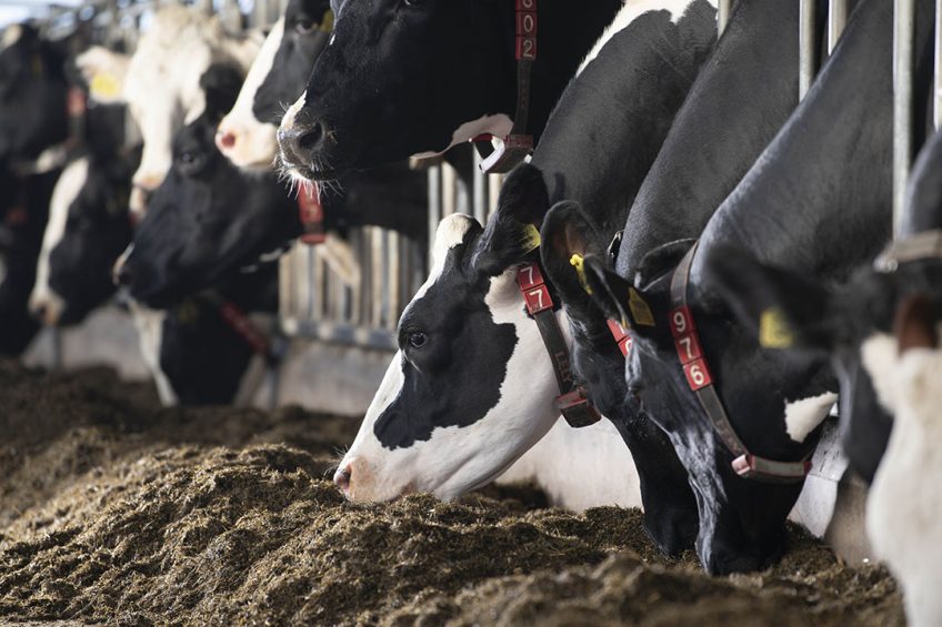 Rumen fluid is used as a fresh inoculum for in vitro fermentations to predict the nutritional value of feed and rations for ruminants. Photo: Mark Pasveer
