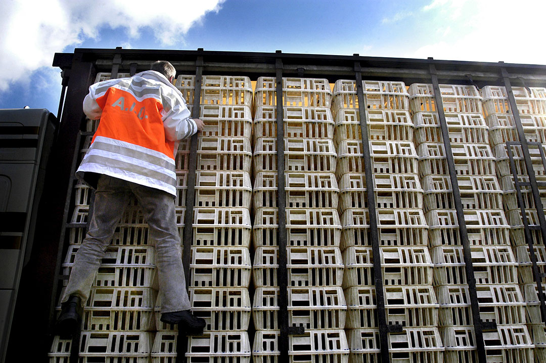 Stakeholders in the poultry sector tailored their own approach, but that doesn't exclude them from government inspections. Photo: ANP