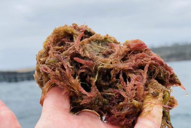 Red seaweed: Asparagopsis contains the active compound bromoform, which inhibits the production of methane during the cows' digestion.