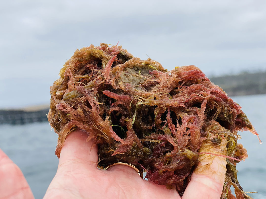 Red seaweed shop
