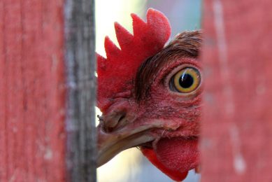 Poultry meat prices are rising since some farmers reportedly might have lost access to the subsidised feed supplies over the past several months. Photo: Canva