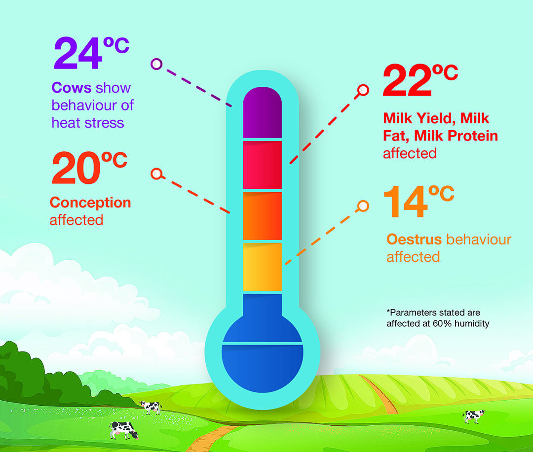 Thermal indicator of when THI impacts dairy cows. Humidity indicated here is 60%. Photo: Cargill