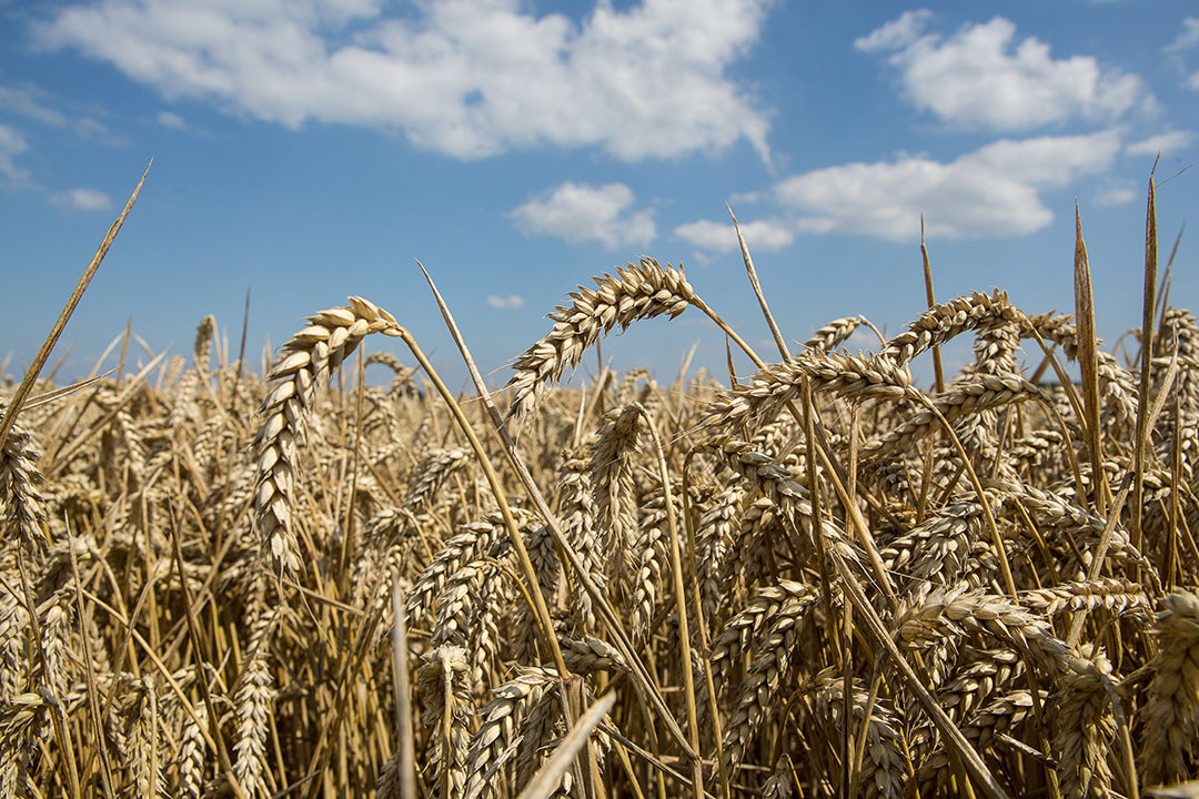 Growing grain supply is pushes prices down - All About Feed