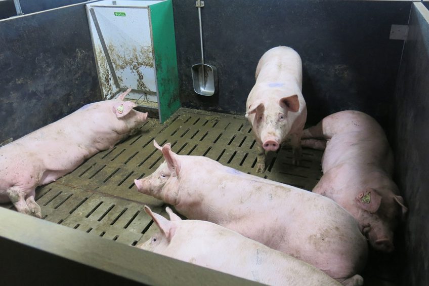 The aim should be to reduce the thermoregulatory effort for pigs, so that they can recover quickly after heat stress. Photo: IFIP