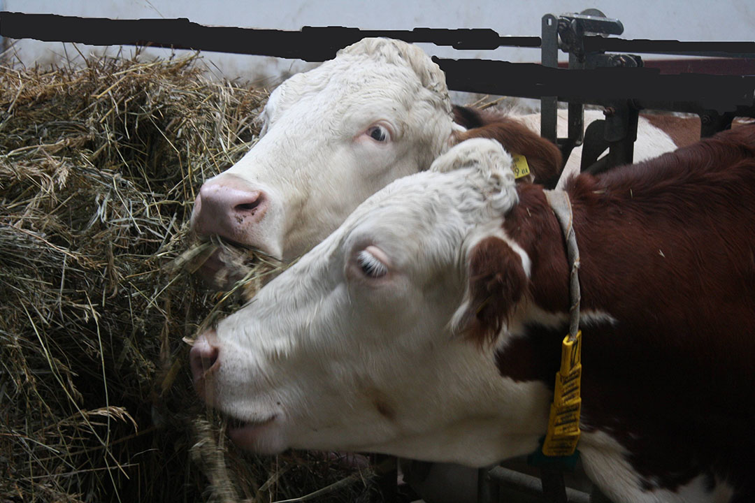 Cows loose their appetite due to heat stress. There are several ways to counteract this. Photo: Vladislav Vorotnikov