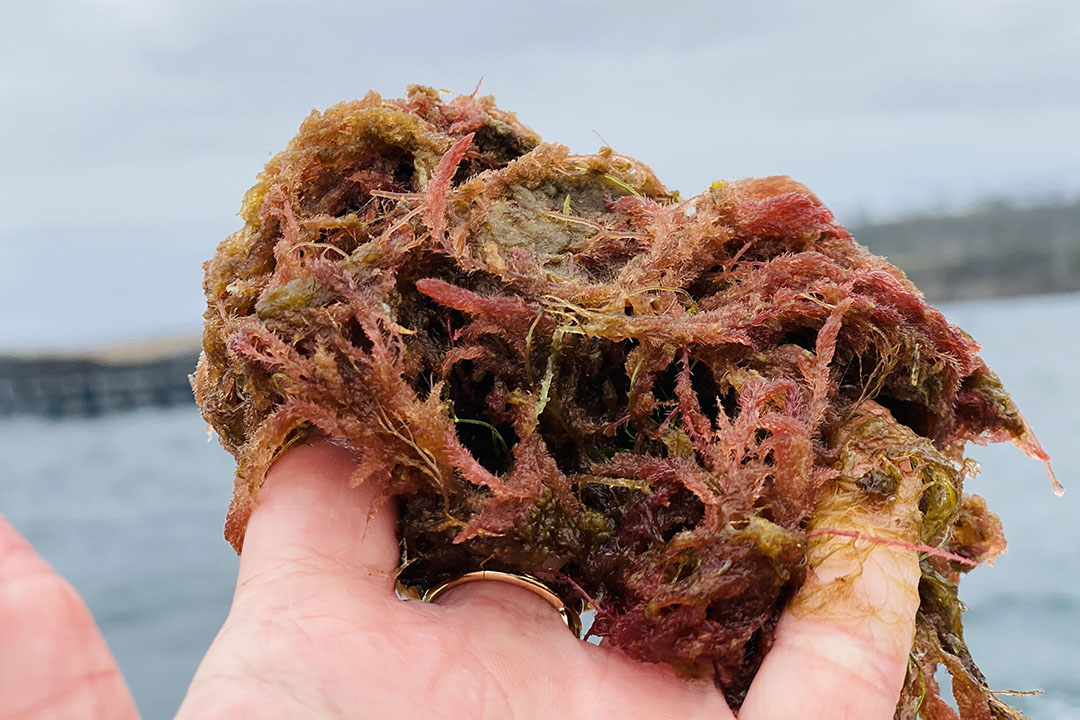 Red seaweed contains the active compound bromoform, which inhibits the production of methane during digestion in the cow. Photo: Future Feed
