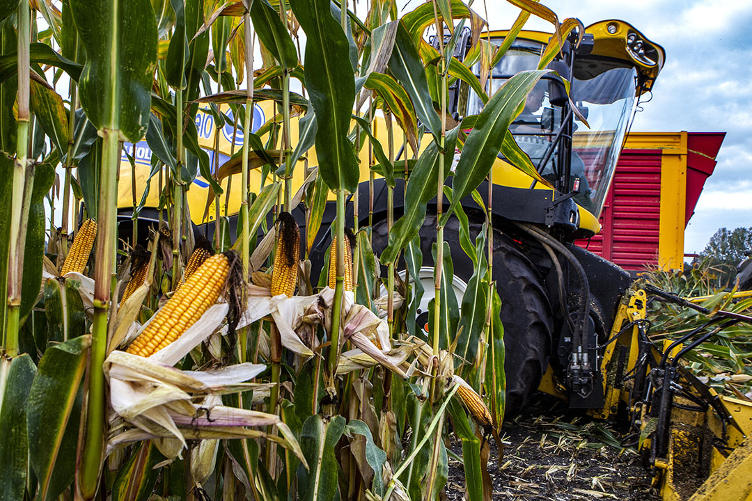 Senior mycotoxin expert at Biomin, Alexandro Marchioro, says that climate change is the main trigger influencing mycotoxin prevalence worldwide. Photo: Ronald Hissink