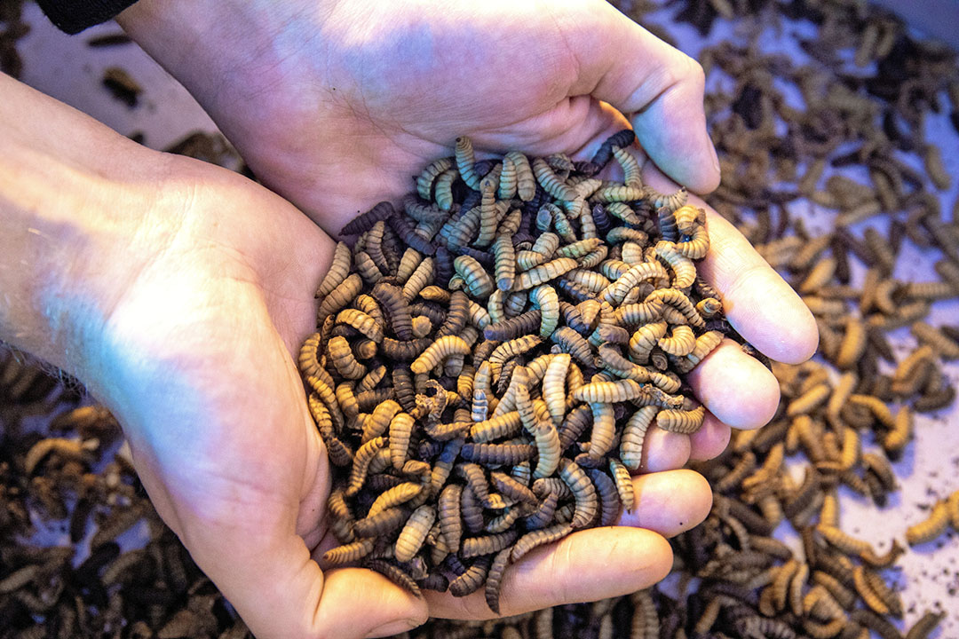 The pet food market will play the main role in the path to upscaling, since it is currently the largest market for insect protein. Photo: Roel Dijkstra Fotografie